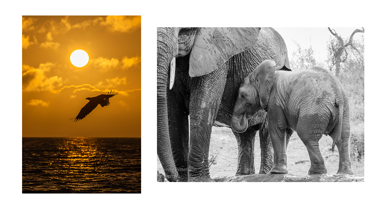 Två fotografier. En fågel flyger över havet framför en solnedgång samt svartvit bild på två elefanter