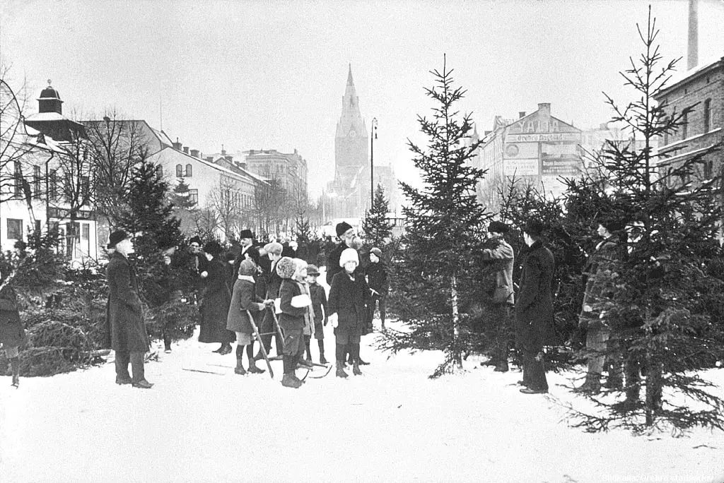 Julgranar står på ett torg. Ett flertal personer tittar på granar.